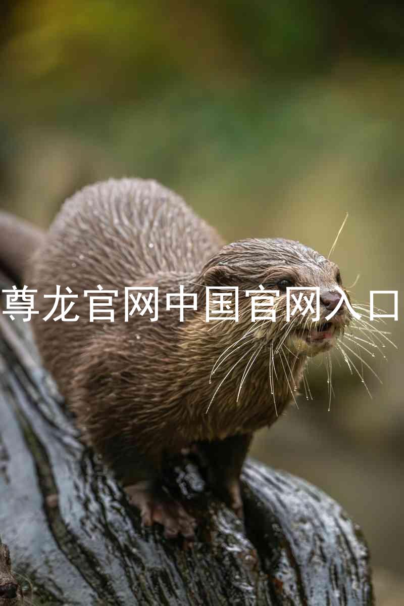尊龙官网中国官网入口